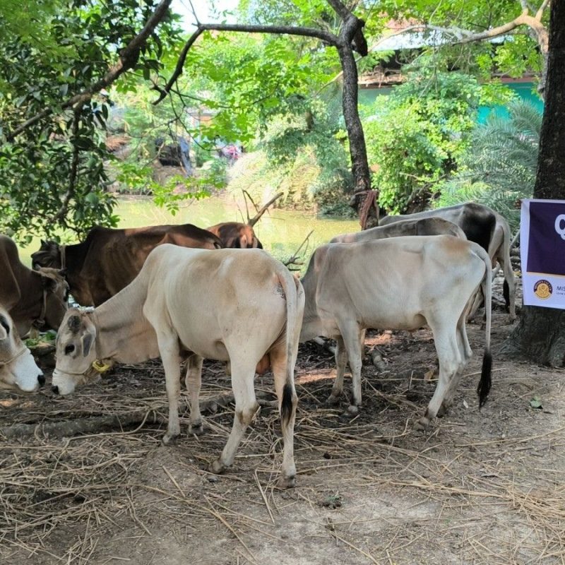 Qurbani 2025 Showcase 3